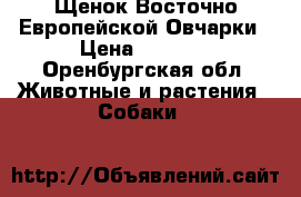 Щенок Восточно Европейской Овчарки › Цена ­ 7 000 - Оренбургская обл. Животные и растения » Собаки   